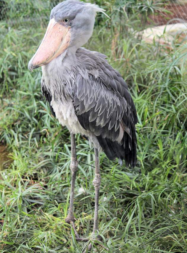 shoebill