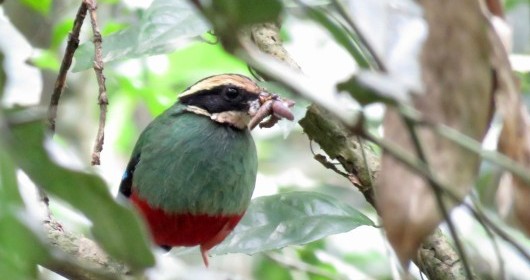 green-breasted-pitta