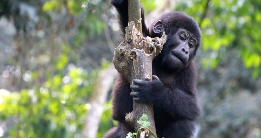 young gorilla perching on a tree